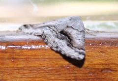 Drepanogynis insolens