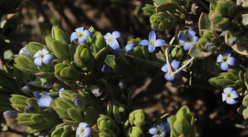 Gnidia cyanea