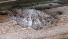 Drepanogynis mixtaria