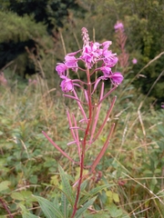 Chamaenerion angustifolium