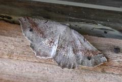 Drepanogynis mixtaria