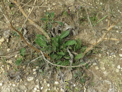 Brassica elongata