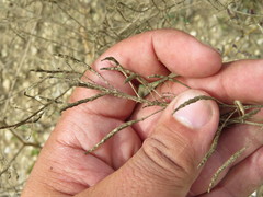 Brassica elongata