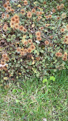 Acaena anserinifolia