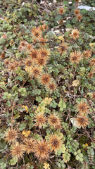 Acaena anserinifolia