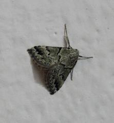 Tegiapa virescens