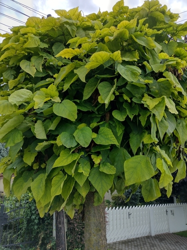 Katalpe (Catalpa)
