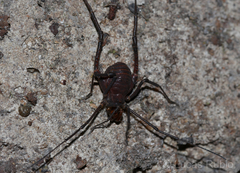 Opisthoplatus vegetus