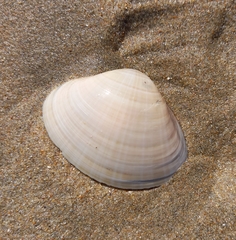 Tivela