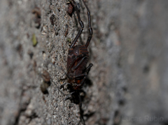 Opisthoplatus vegetus