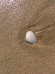 Tivela
