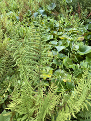 Thelypteris palustris palustris