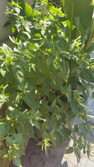 Mirabilis jalapa