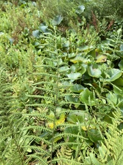 Thelypteris palustris palustris