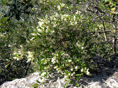Small-leaf Brown-Ironwood (Homalium rufescens)