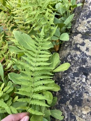 Thelypteris palustris palustris