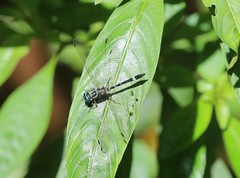 Notiothemis robertsi
