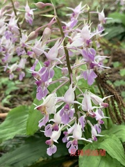 Calanthe puberula
