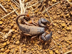 Scorpionoidea