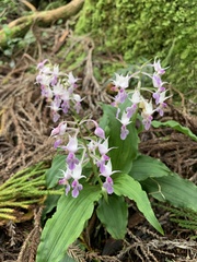 Calanthe puberula