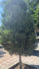 Platycladus orientalis