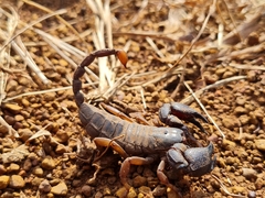 Scorpionoidea