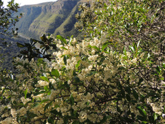 Homalium rufescens