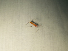 Saica
