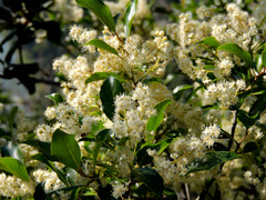 Homalium rufescens