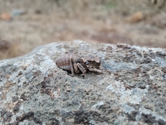 Enyaliopsis