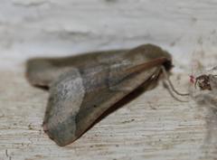 Drepanogynis cnephaeogramma