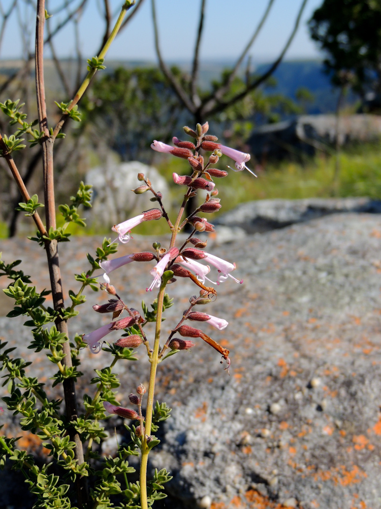 Pondo Sagebush