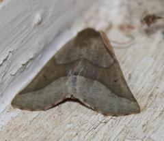 Drepanogynis cnephaeogramma