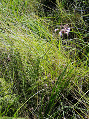 Syncolostemon ramulosus