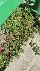 Portulaca oleracea