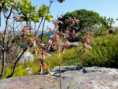 Syncolostemon ramulosus