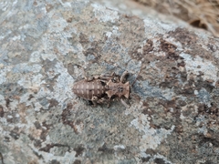 Enyaliopsis