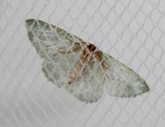 Syndromodes invenusta