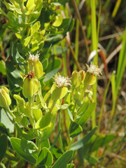Lopholaena dregeana