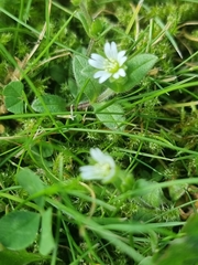Cerastium fontanum