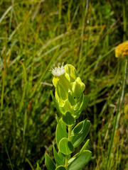 Lopholaena dregeana