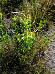 Lopholaena dregeana