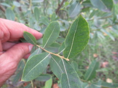Salix kochiana