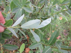 Salix kochiana