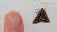 Pseudomaenas honiballi