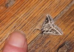 Pseudomaenas honiballi