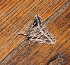 Pseudomaenas honiballi