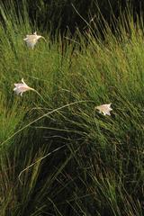 Gladiolus tristis
