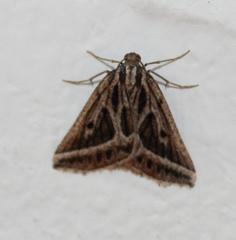 Pseudomaenas honiballi