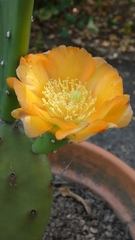 Opuntia bonaerensis